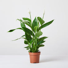 Load image into Gallery viewer, Peace Lilly