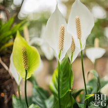 Load image into Gallery viewer, Peace Lilly