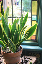 Load image into Gallery viewer, Snake Plant