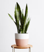 Load image into Gallery viewer, Snake Plant