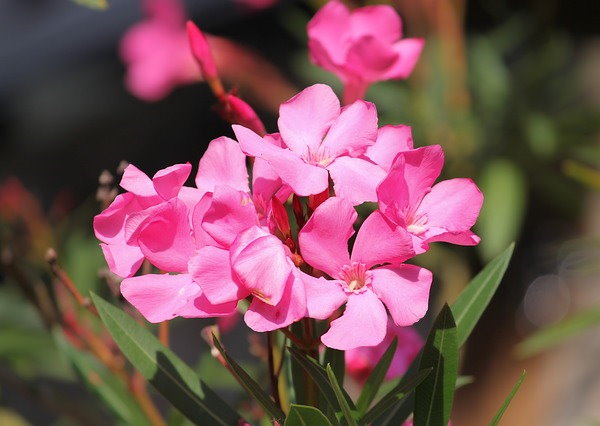 Oleander